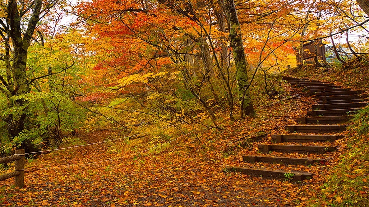 سفر پاییزی خانوادگی سفر پاییزی خانوادگی