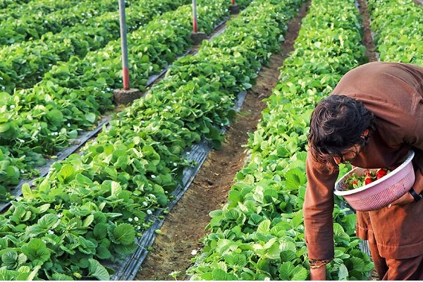 بهرهبرداری از ۱۱ طرح باغبانی و گلخانهای در هرمزگان