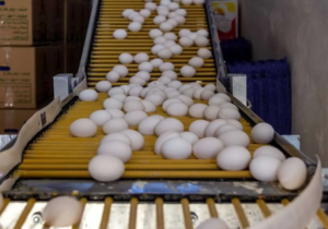 تخم‌مرغ بالاخره ارزان شد/ کاهش قیمت پس از هفته‌های پرتنش