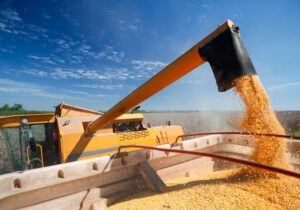 عرضه جهانی گندم به رکورد جدیدی رسید؛ پیش بینی افزایش ۶درصدی تولید جهانی غلات