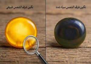 چرا شرف الشمس سیاه می شود؟ ۵ علت تغییر رنگ شرف الشمس زرد