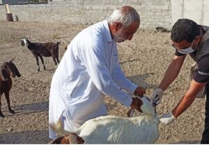 آغاز واکسیناسیون رایگان دام در سنندج