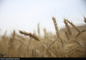 ارز واردات گندم دوباره ۲۸۵۰۰ تومان شد