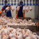افزایش ۷ درصدی عرضه گوشت مرغ در بهمن ماه