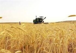 تسهیلات بانکی جدید به گندمکاران پرداخت می‌شود