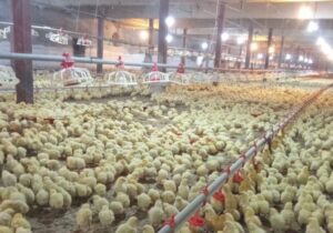 تغییر در فهرست معافیت‌ها/ ممنوعیت صادرات جوجه یک‌روزه اعلام شد