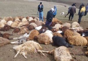 تلف شدن ۱۱۰ رأس گوسفند بر اثر برخورد صاعقه در اهر