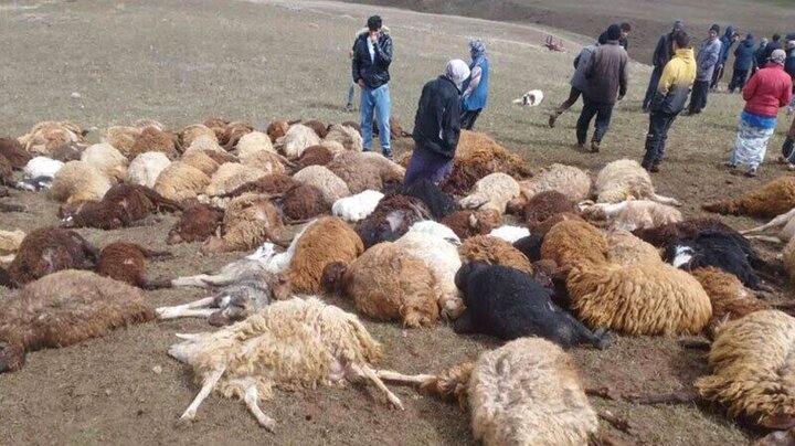 تلف شدن ۱۱۰ رأس گوسفند بر اثر برخورد صاعقه در اهر