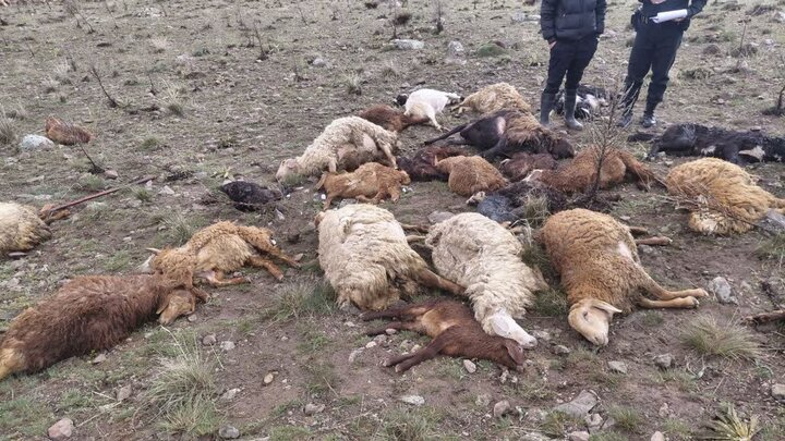 تلف شدن ۲۵ راس احشام و مصدومیت چوپان براثر برخورد صاعقه در مشگین شهر