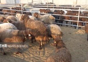 خروج دام مولد و پرواری از ایلام ممنوع شد