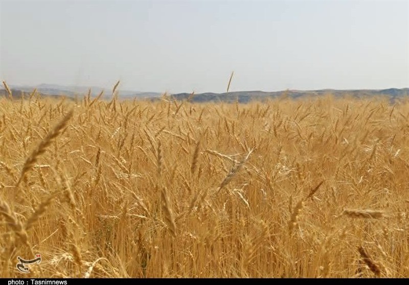 رکوردشکنی قیمت جهانی گندم درپی جنگ آمریکا علیه ایران