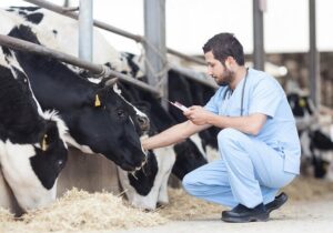 شناسایی ۹۶ کانون روستایی با شیوع بالای بیماری تب مالت در همدان