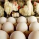 صادرات تخم مرغ ممنوع شد