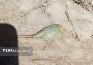 مشاهده فسیل زنده در تالاب هامون