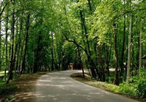 نیکویی: توسعه پارک جنگلی قرق باید با حفظ منابع طبیعی همراه باشد