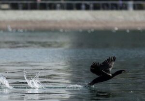 هجوم «پشه‌های یک‌روزه» به چیتگر/ ماجرا چیست؟