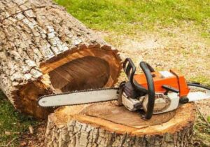 ورود دادستانی ایلام به موضوع قطع درختان در خیابان پاسداران