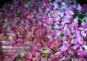 پیش بینی برداشت ۱۲ تن گل محمدی از مزارع شهرستان بردسکن