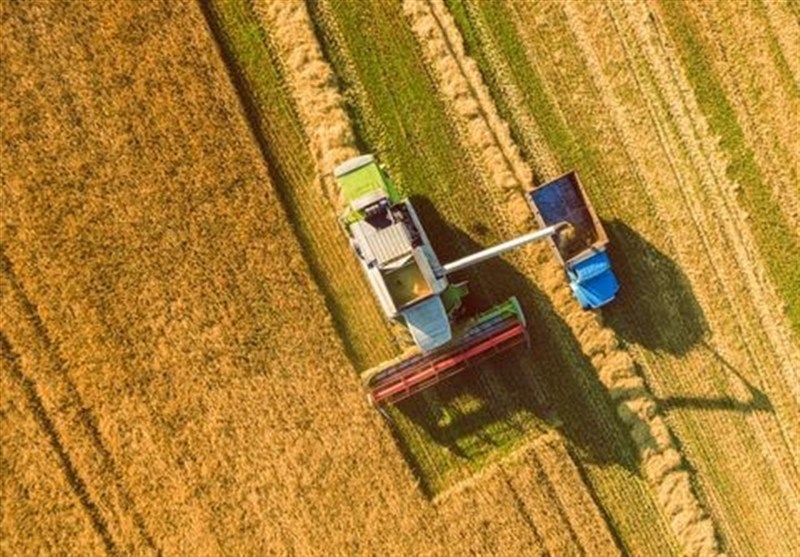 پیش بینی تولید ۱۳ میلیون تن گندم در سال جاری