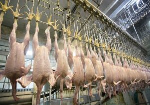 کشتارگاه صنعتی مرغ نهاوند به چرخه تولید بازگشت