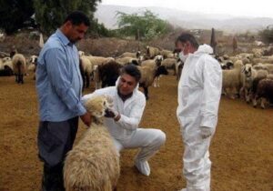 کیخا: ارائه خدمات رایگان دامپزشکی در مناطق محروم