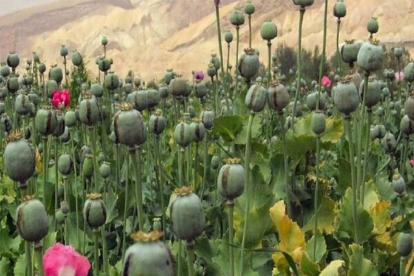 آگاهی عمومی سد راه کشت گیاهان ممنوعه است