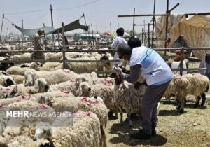 استقرار ۲۳ اکیپ دامپزشکی در قزوین برای نظارت بر ذبح عید قربان