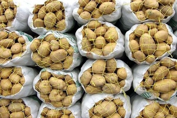 صدور مجوز صادرات سیب‌زمینی از گلستان؛ اولویت با تجار بومی و رقابت سالم