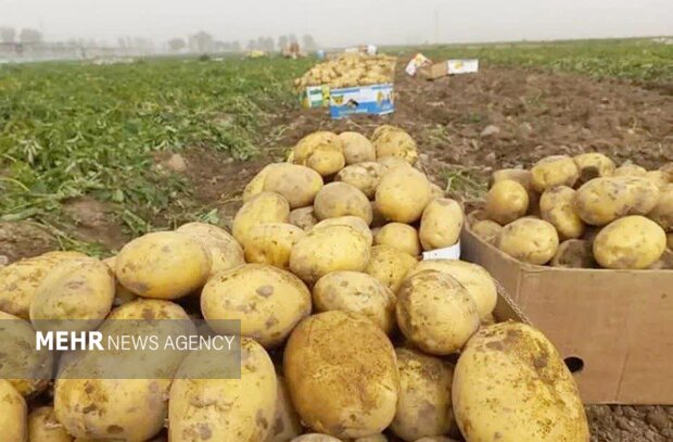 صدور مجوز صادرات سیب‌زمینی از گلستان؛ اولویت با تجار بومی و رقابت سالم