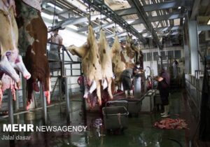 ضبط ۴۳۹ کیلو لاشه دام قربانی در مازندران