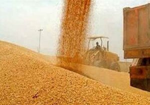 پرداخت ۵۰ درصد پول گندمکاران از شنبه