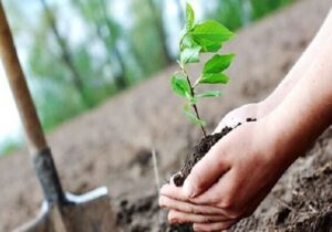 کاشت ۱۰۰ اصله نهال به نام نوزادان