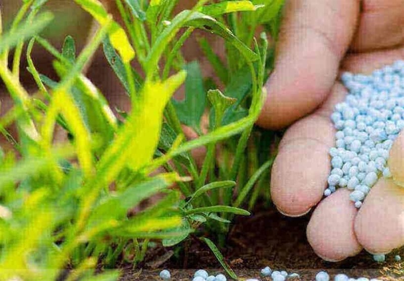 یک نفر از هر ۴ کشاورز آمریکایی بدون کود مانده است