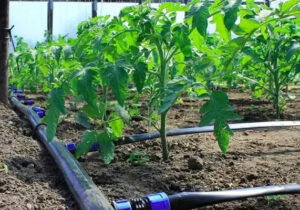 آبیاری ۲۰۰ هکتار از اراضی کشاورزی هلیلان با سیستم‌های نوین