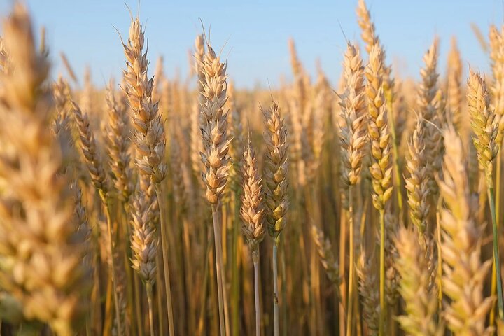 آخرین وضعیت برداشت و پرداخت گندم کاران ایلام