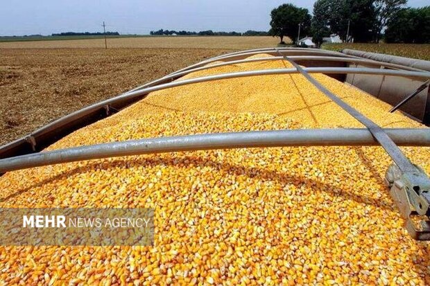 توزیع بیش از ۲۰۰ هزار تن نهاده دامی در قزوین