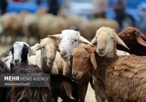 توقیف خودرو حامل ۱۰۶ راس دام قاچاق در تاکستان