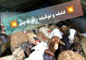 توقیف ۲۰۰ رأس دام قاچاق در بیجار طی دو شب گذشته