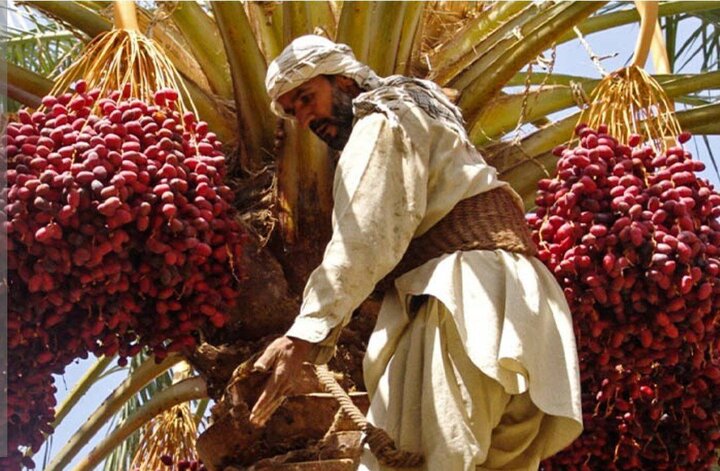 خرما در سردخانه های بم دپو شده است؛ نخل‌ داران در انتظار تدبیر