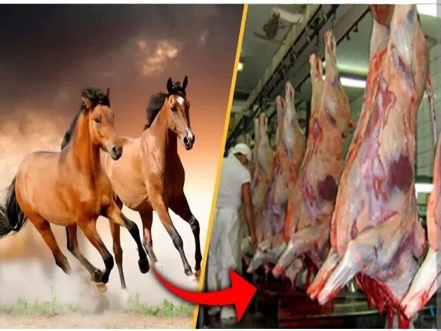کشف یک تن گوشت اسب در قروه؛ سه متهم دستگیر شدند