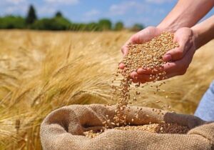 خرید ۶۰۰ تن بذر گندم برای توزیع در استان سمنان