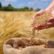 خرید ۶۰۰ تن بذر گندم برای توزیع در استان سمنان