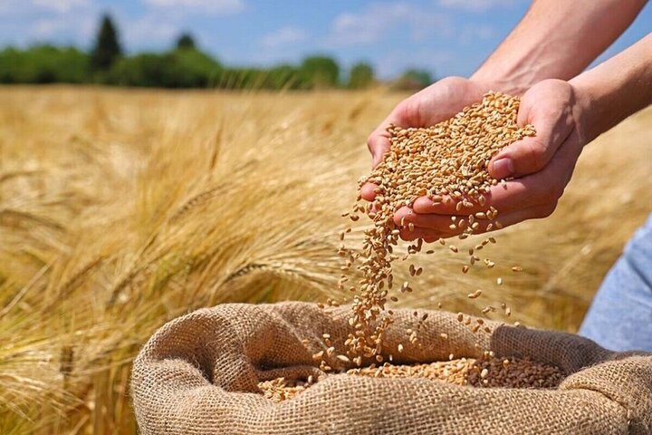 خرید ۶۰۰ تن بذر گندم برای توزیع در استان سمنان
