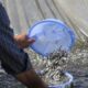 مشارکت مردمی شتاب‌دهنده برنامه‌های احیای ذخایر آبزیان دریای خزر است