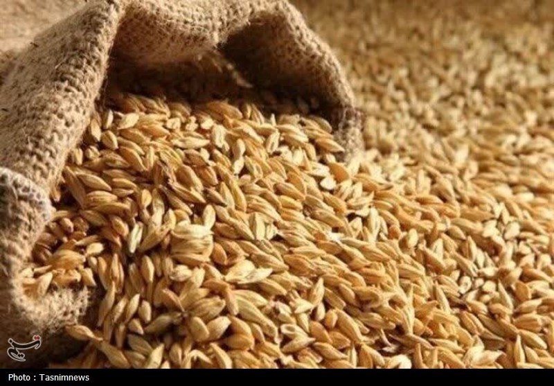 نرخ مصوب گندم صنف و صنعت ۵۳ هزار تومان تعیین شد