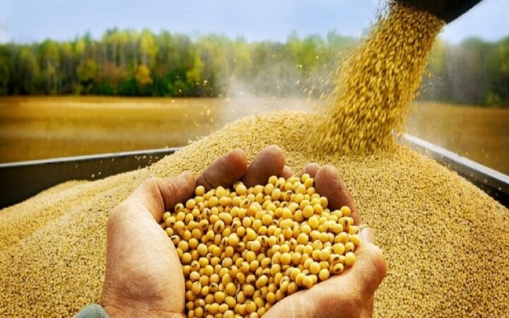 ثبت سفارش واردات پنج کنجاله از ۹ شهریورماه آغاز می‌شود
