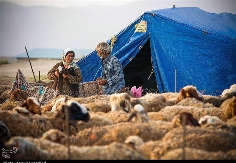 گوشت عشایری با برند استانی به بازار عرضه میشود