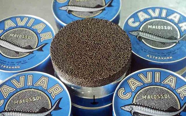 خاویار مازندران؛ از مروارید سیاه تا پیشرانی اقتصاد