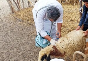 واکسیناسیون بیش از ۳۴۰۰ رأس دام در مناطق روستایی و عشایری مهرستان
