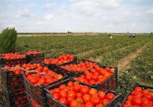 صادرات گوجه‌فرنگی پس از 3 هفته دوباره آزاد شد